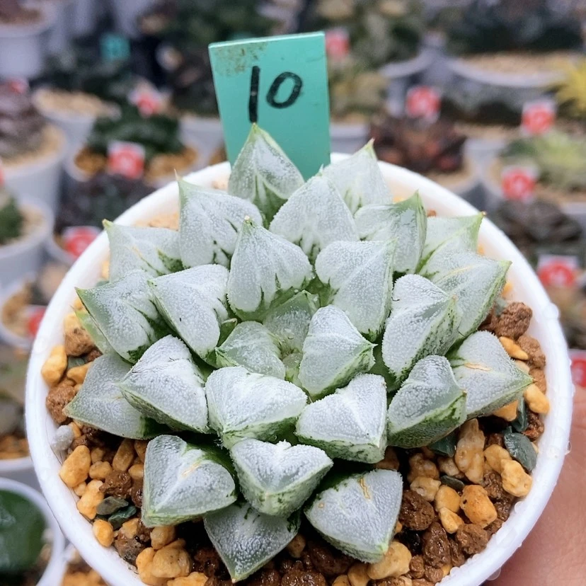 【闪购商品】10爱心寿