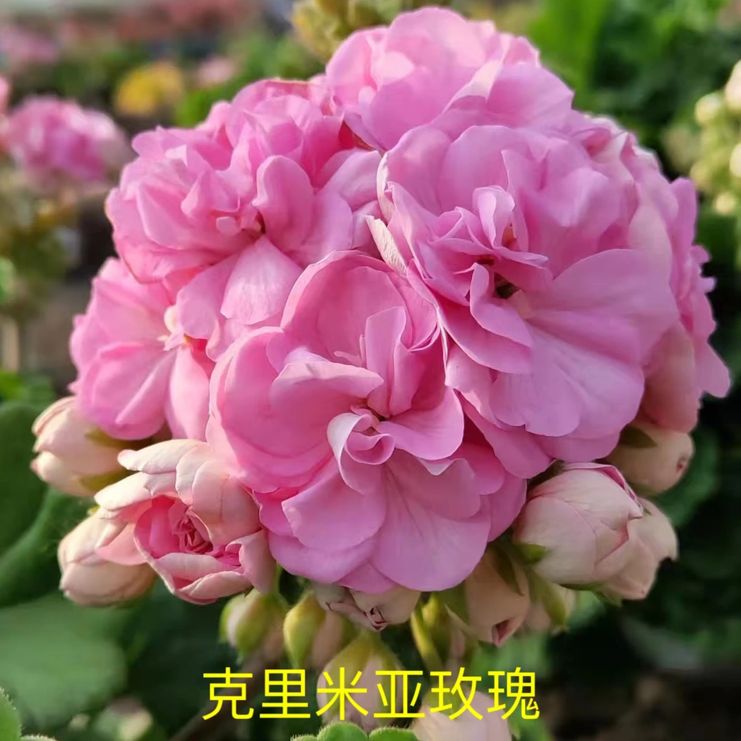 天竺葵花卉【克里米亚玫瑰】