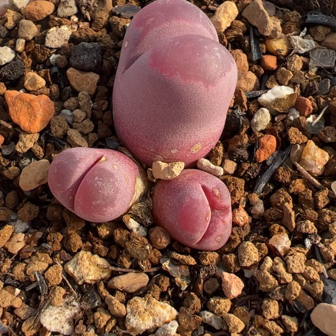 142多肉植物百科