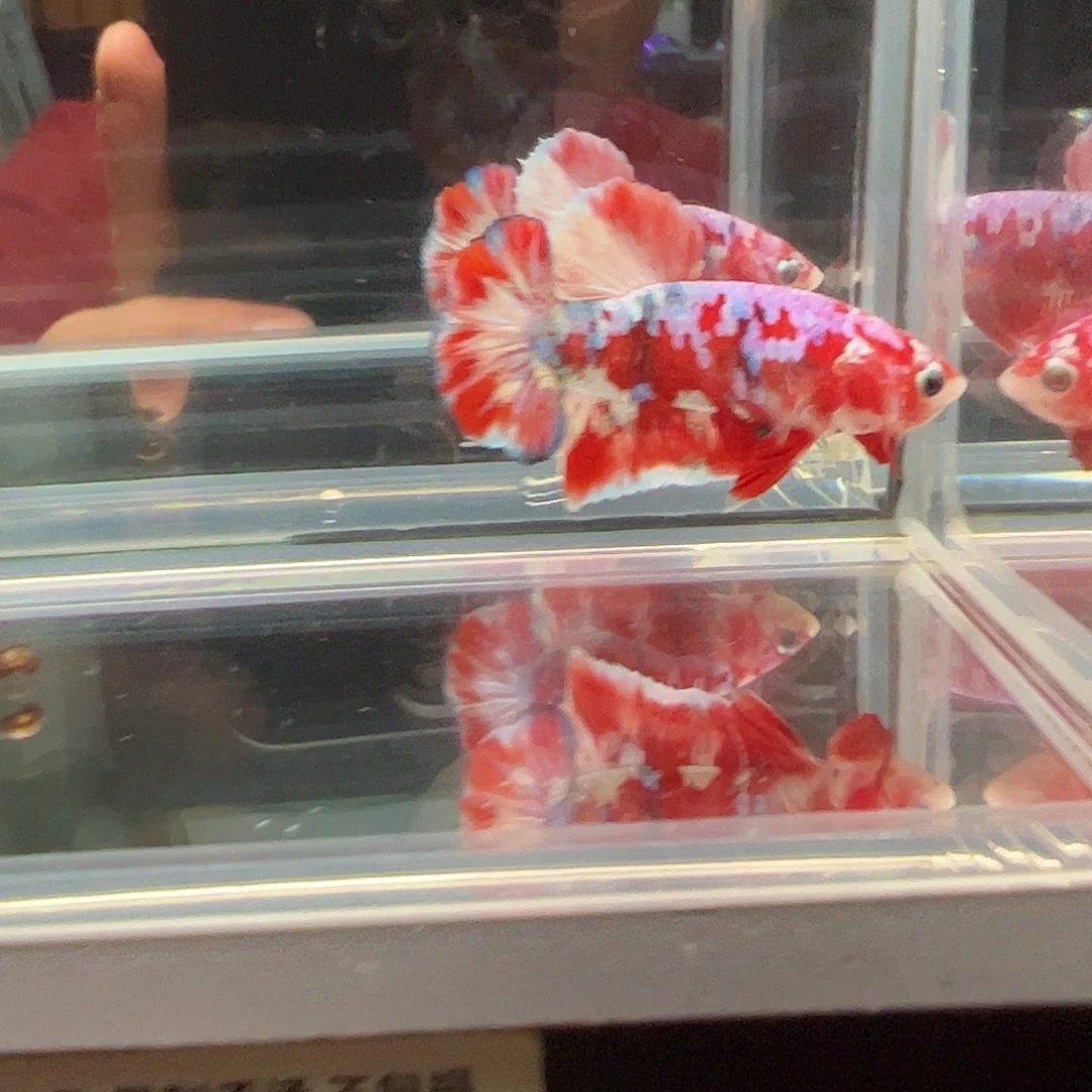 斗鱼一单包邮20日89