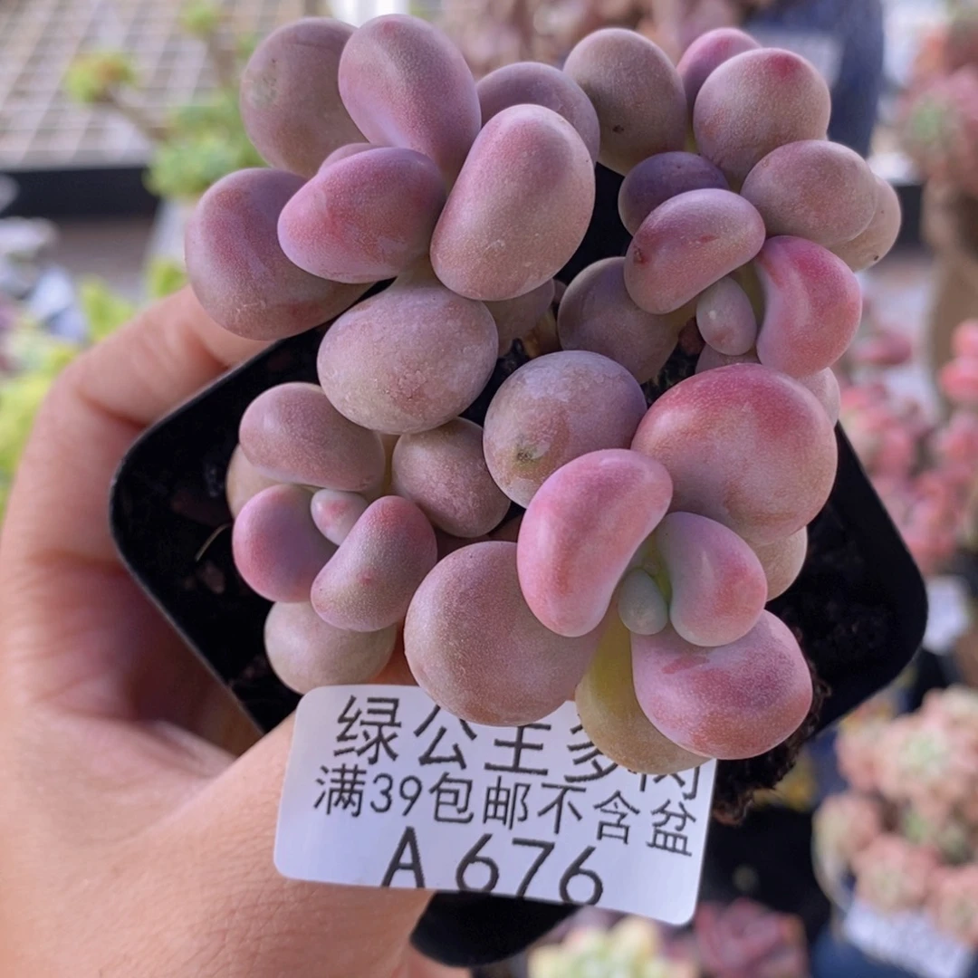 腰子桃蛋5cm676多人的
