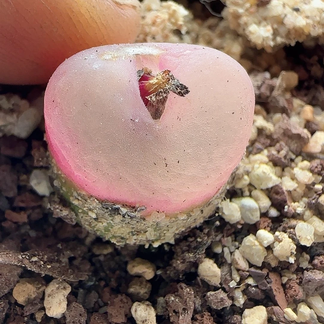 板****馆脱土发货28包邮25810