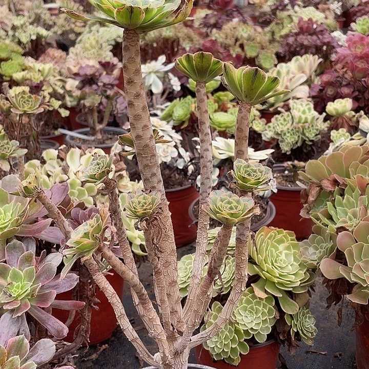 26虞姬多肉植物法师