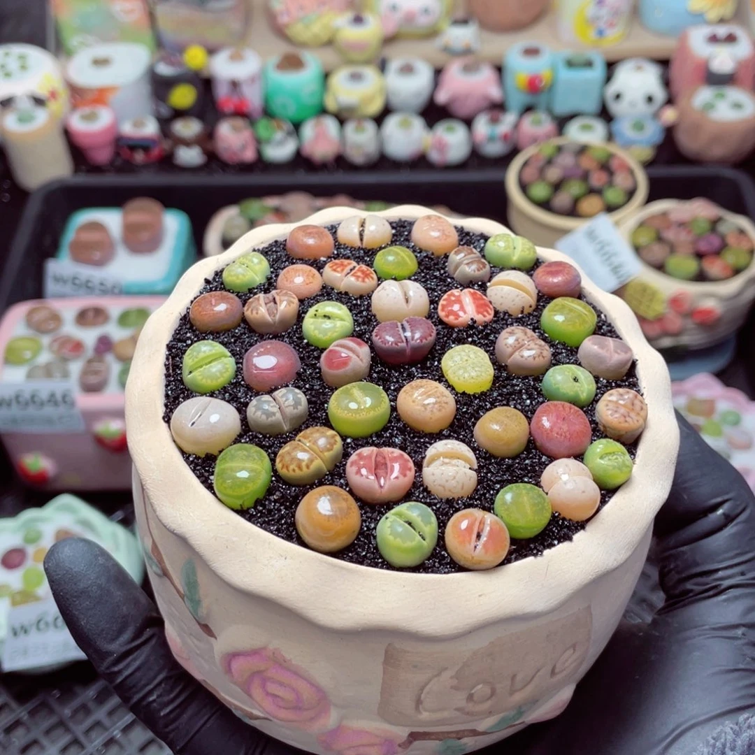 w6653--带盆土发货，零下地区拍保温箱