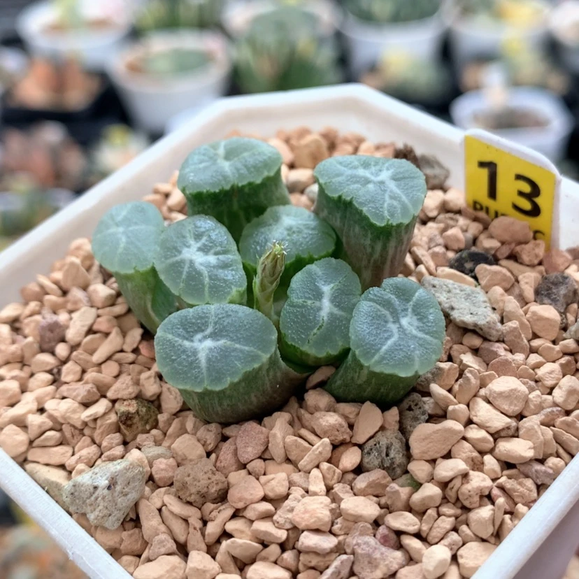 【闪购商品】13万象锦