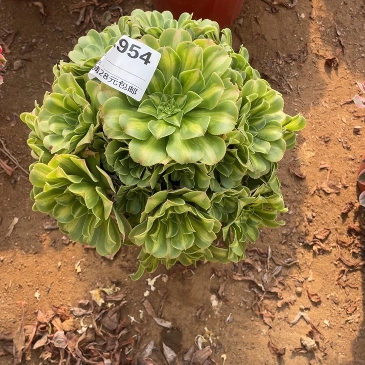 多肉翡翠琉璃法师的954