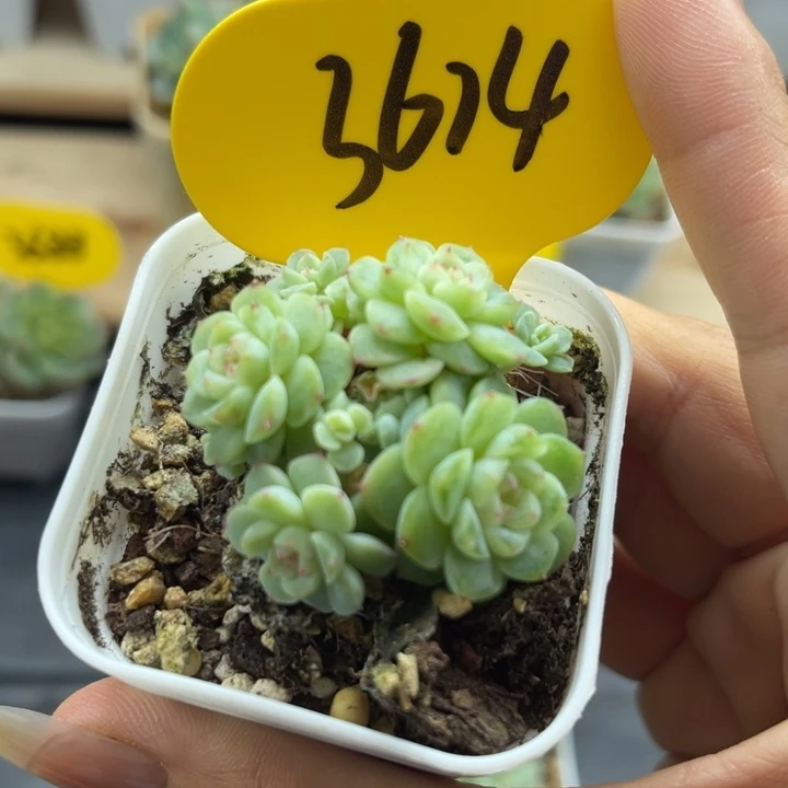 福利纸鸢群可拍3614