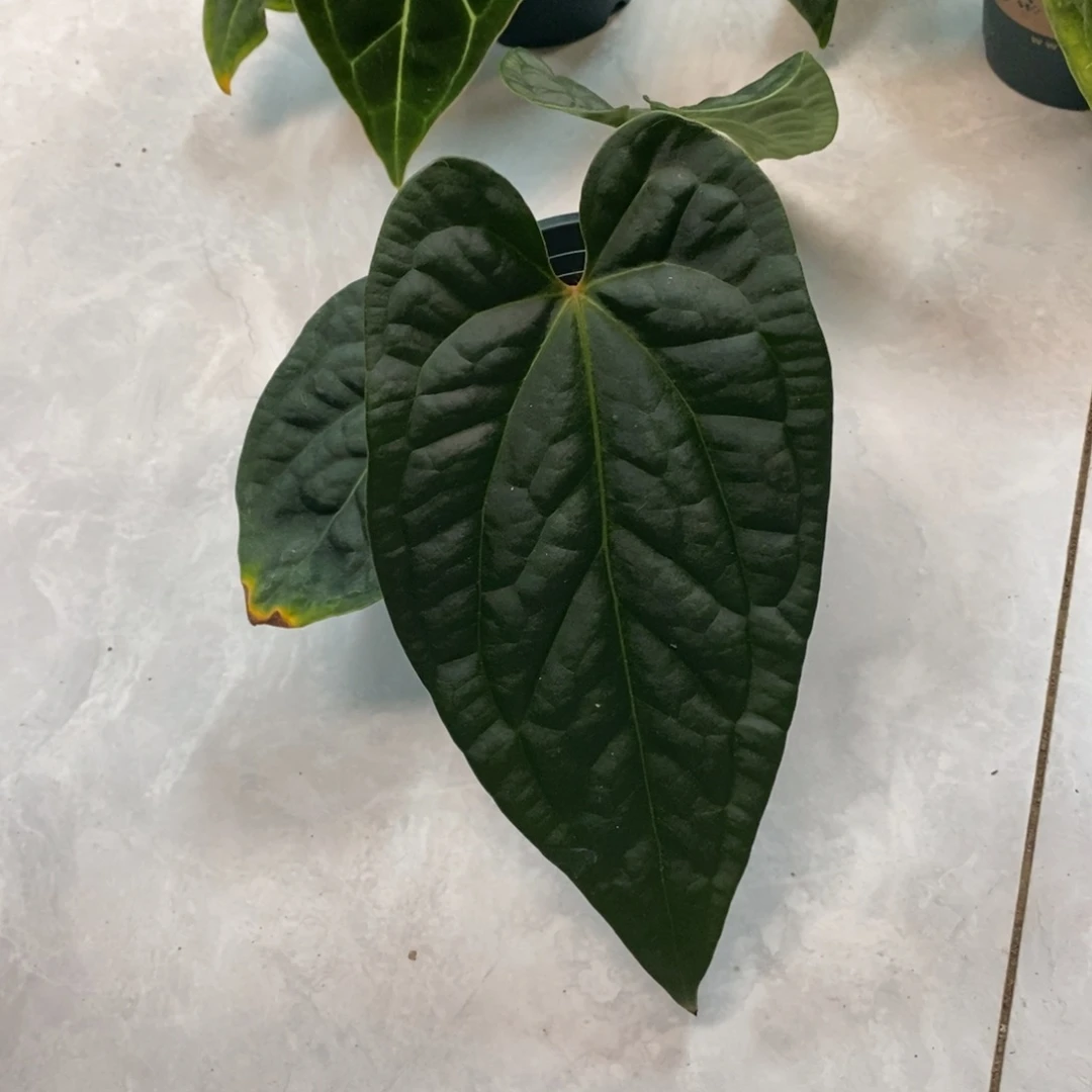 不开花植物papi杂奢华