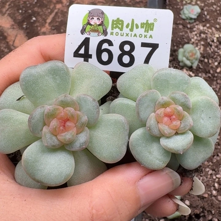 多肉植物多肉植物