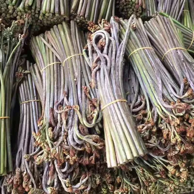 2025年贵州野生蕨菜龙爪菜1-3斤