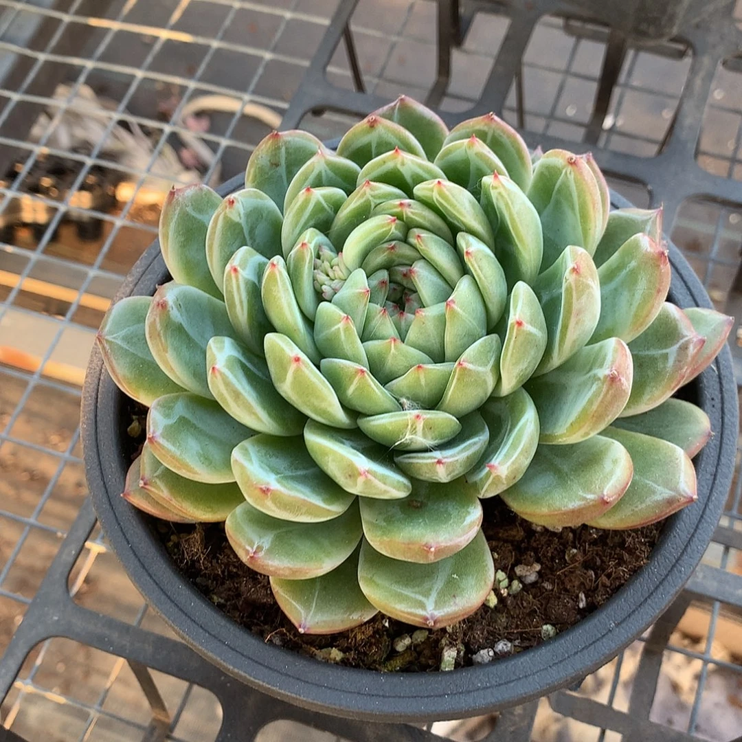 大雪花珍妮一物一拍3567889双