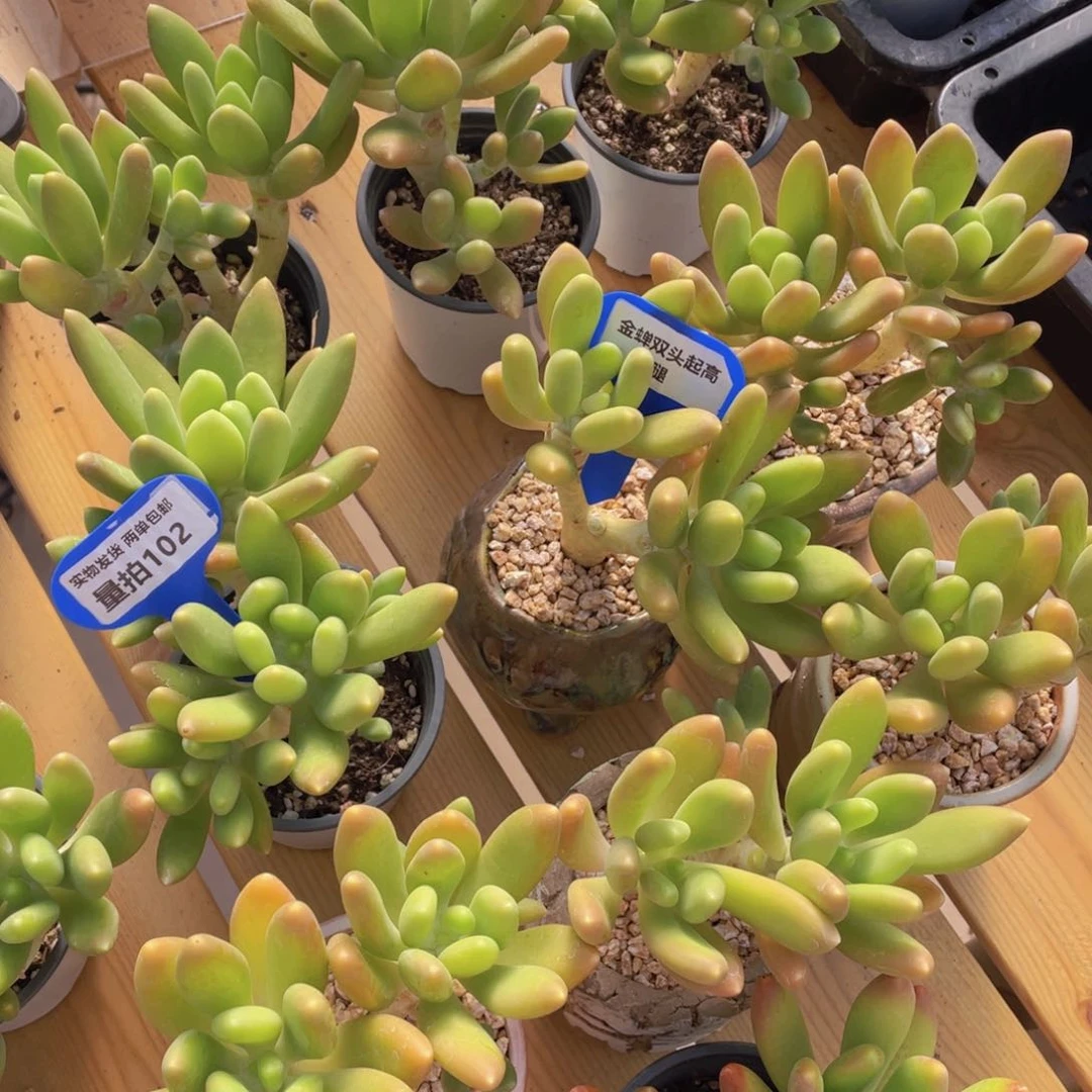 量拍102号 金蝉双头起高腿一个