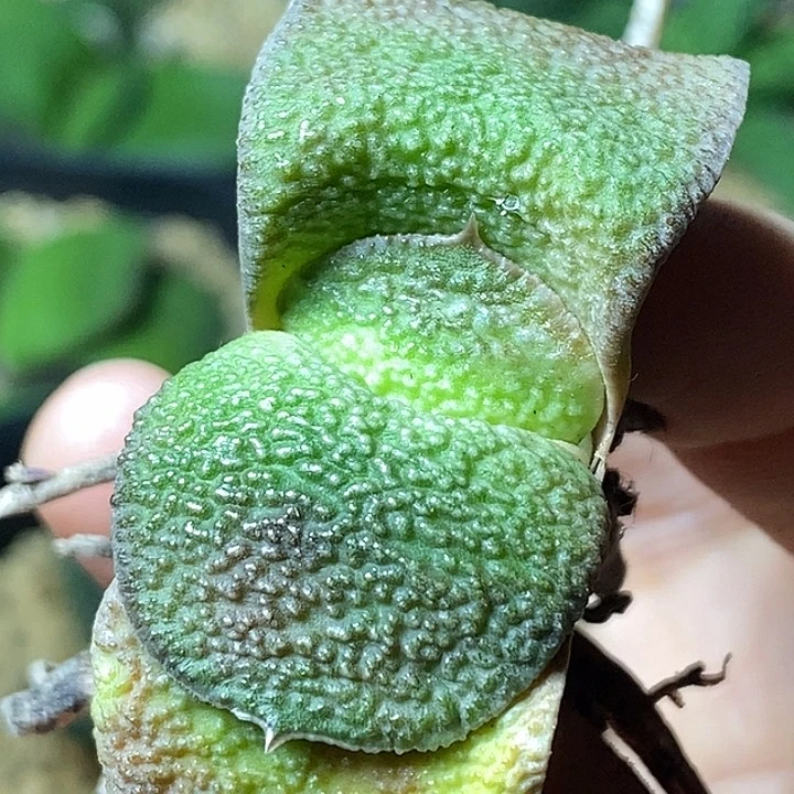 常***。不带盆脱土裸根发货