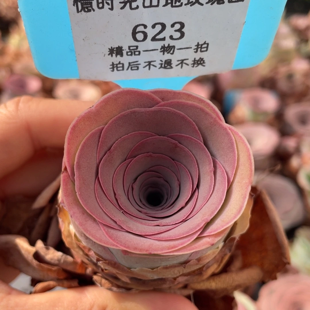 山地玫瑰 623裸根发货不售后