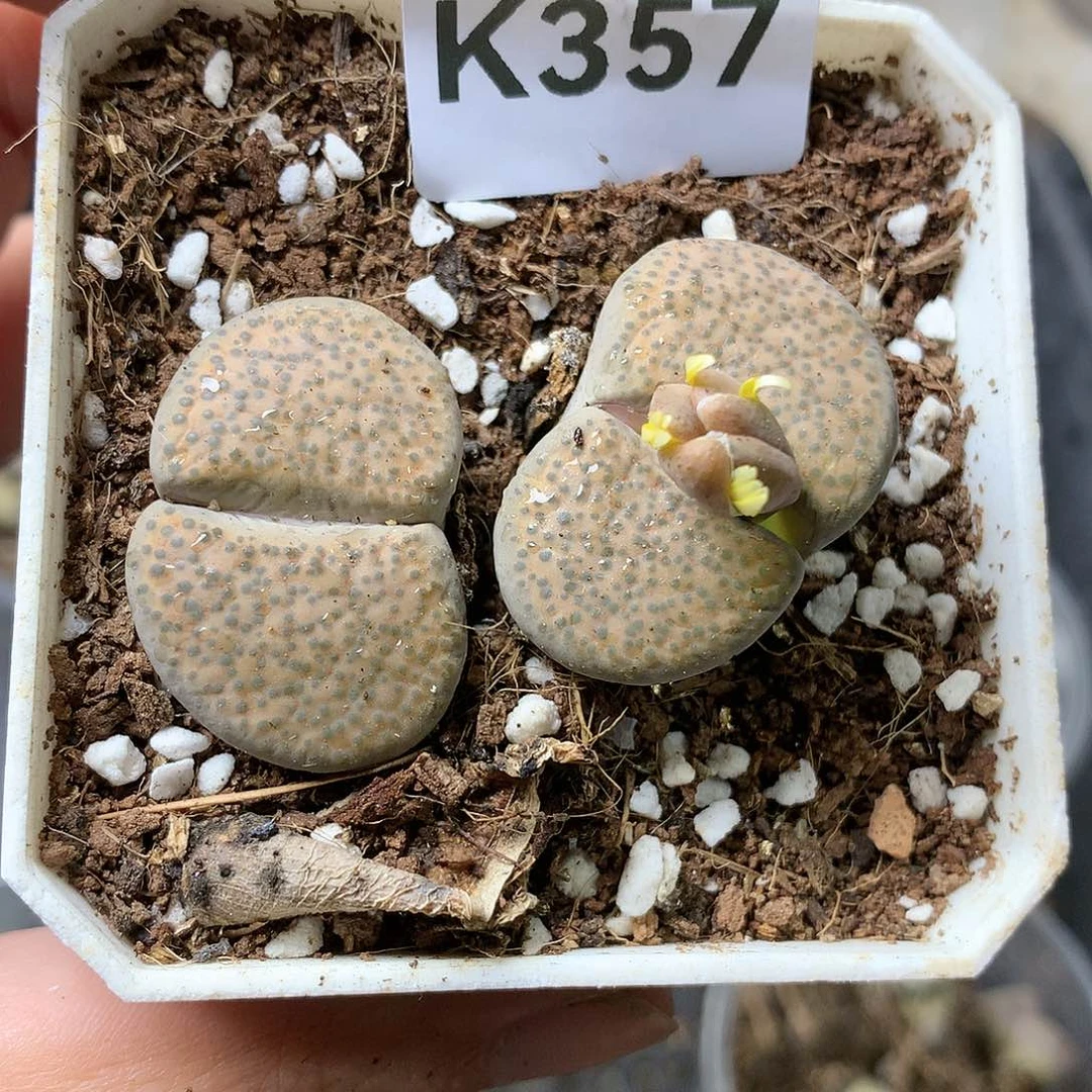 K357多肉植物保护