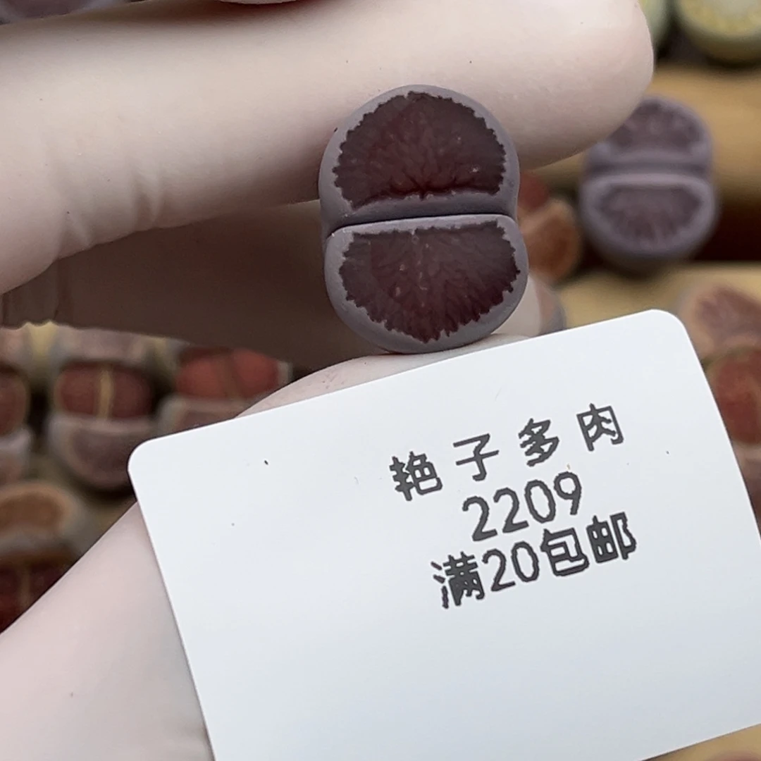 向***行2209号一颗紫菊发货