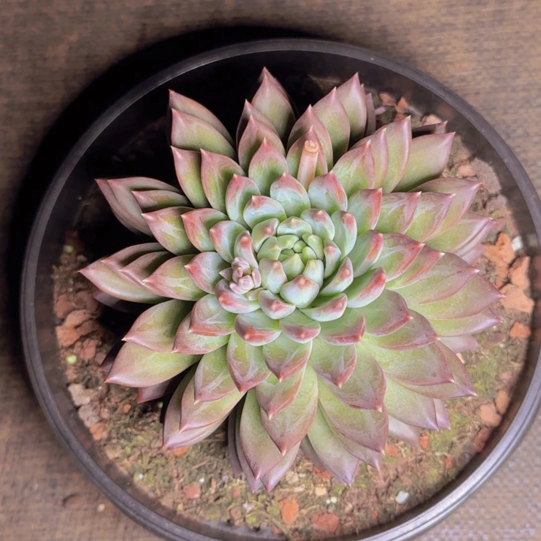 清**露雨露寄养1111111111111