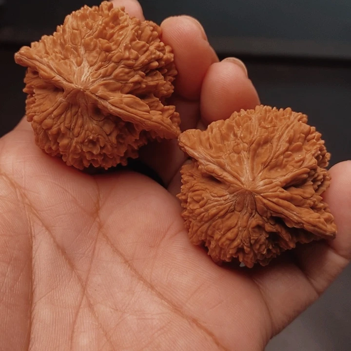 核桃百花山44尺核桃