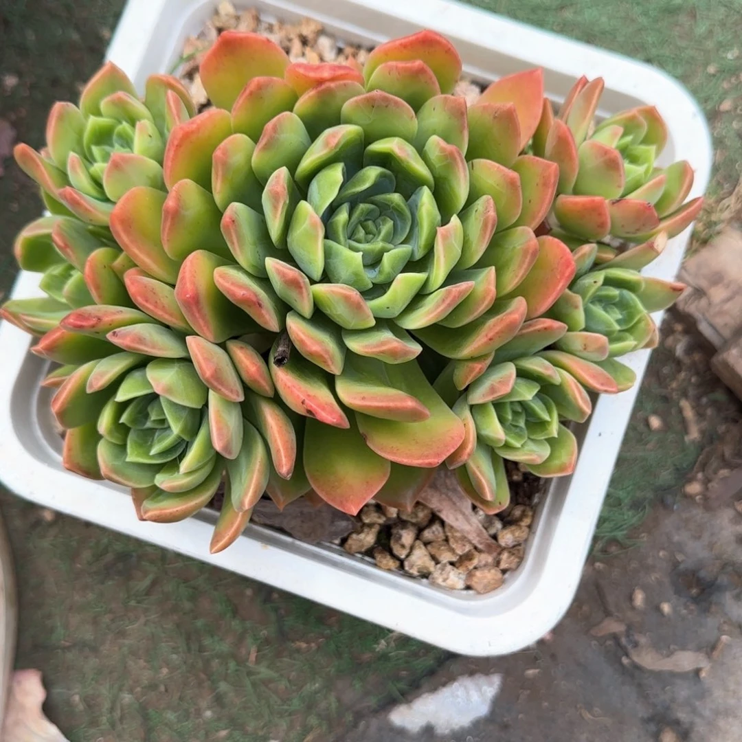 多肉植物多肉植物