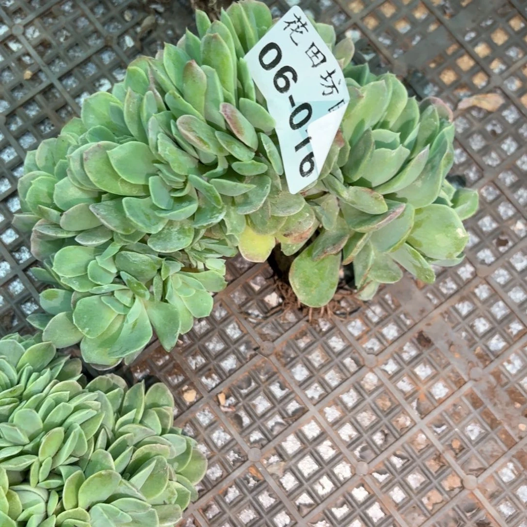 06.16桃花坞缀化