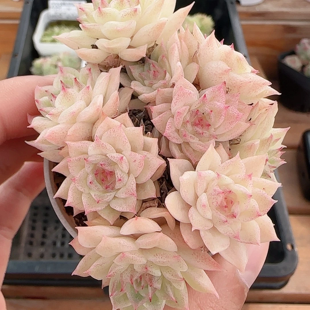 1107----240麦秆群