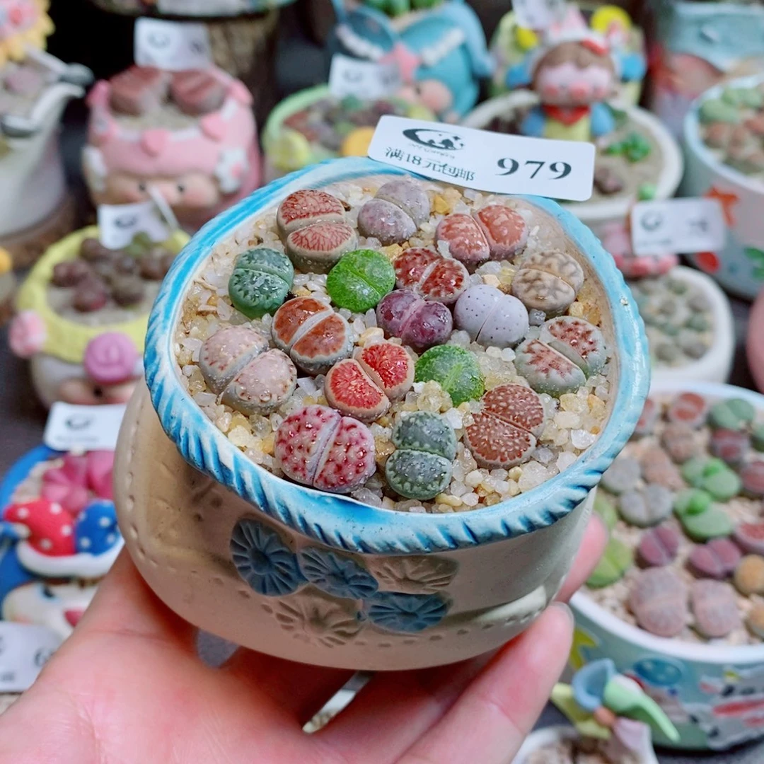 生石花花花花花花979