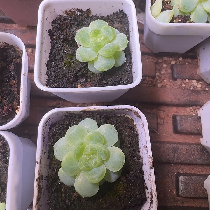 财富老款单头福利