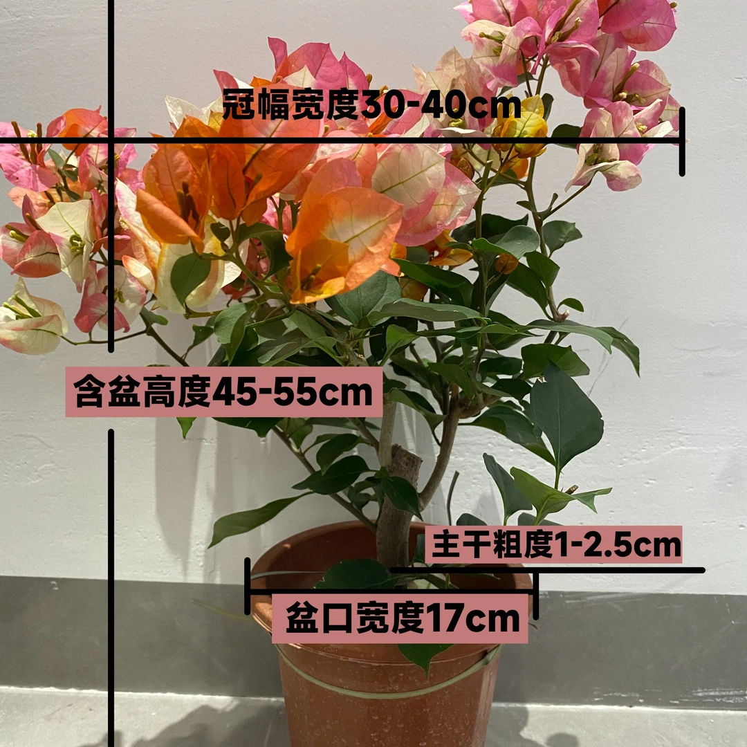 【百变凤凰】冬季新款北方易爆花三角梅多色花楼顶阳台庭院爬藤绿植