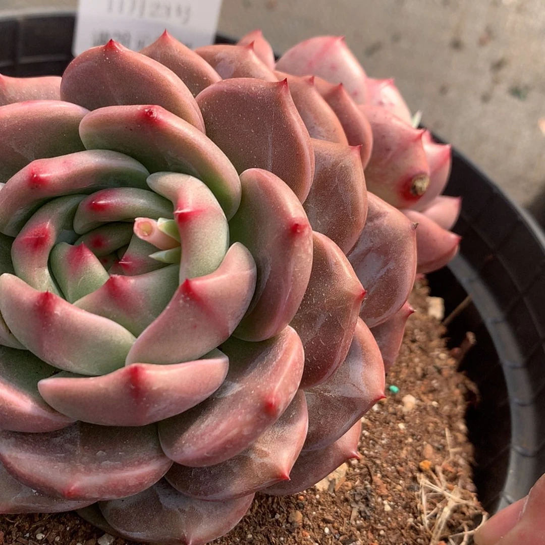 【闪购商品】云67号