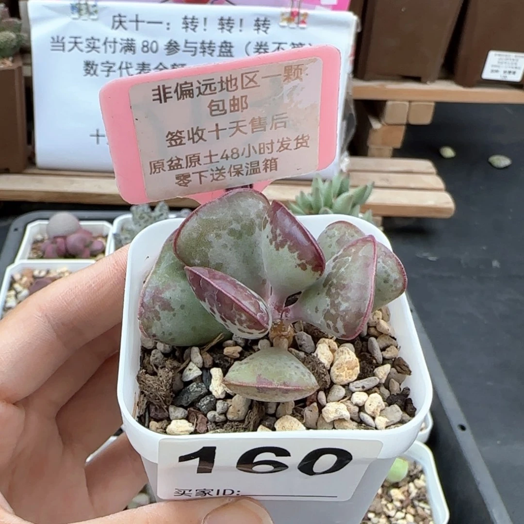 160爱心多肉植物