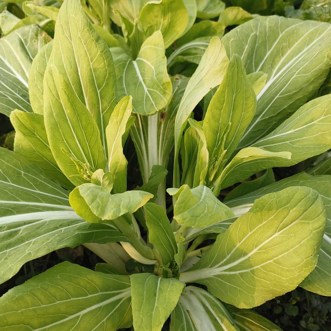 新鲜农家白菜苔3斤装