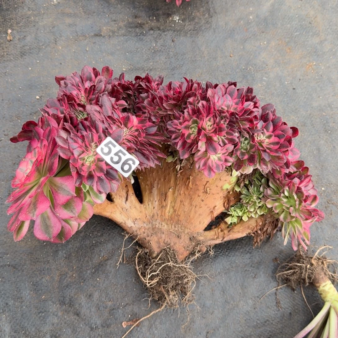 556多肉植物倾城缀