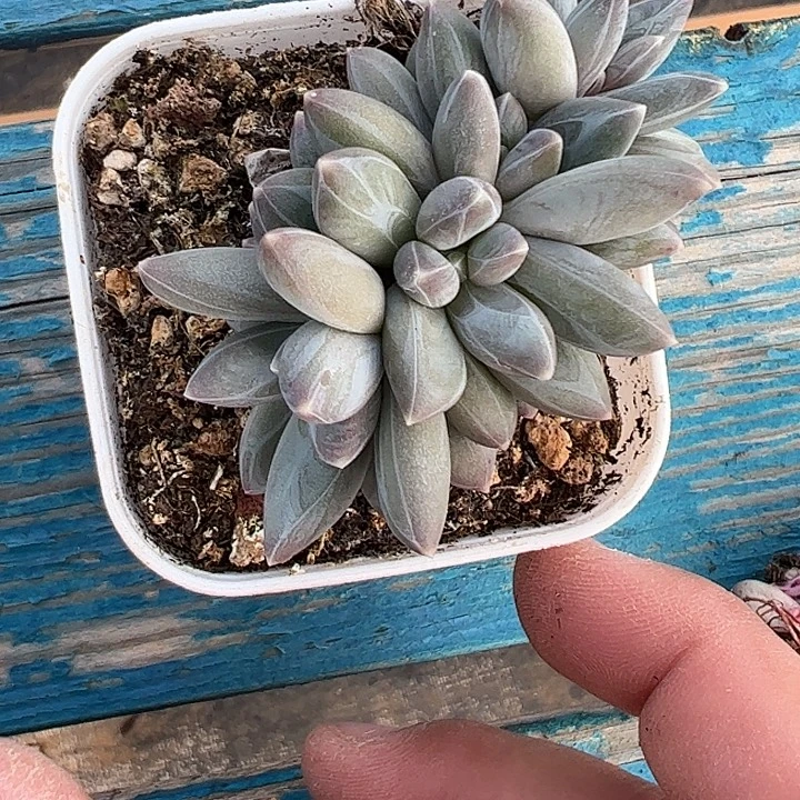 四头雪戴莉1111111