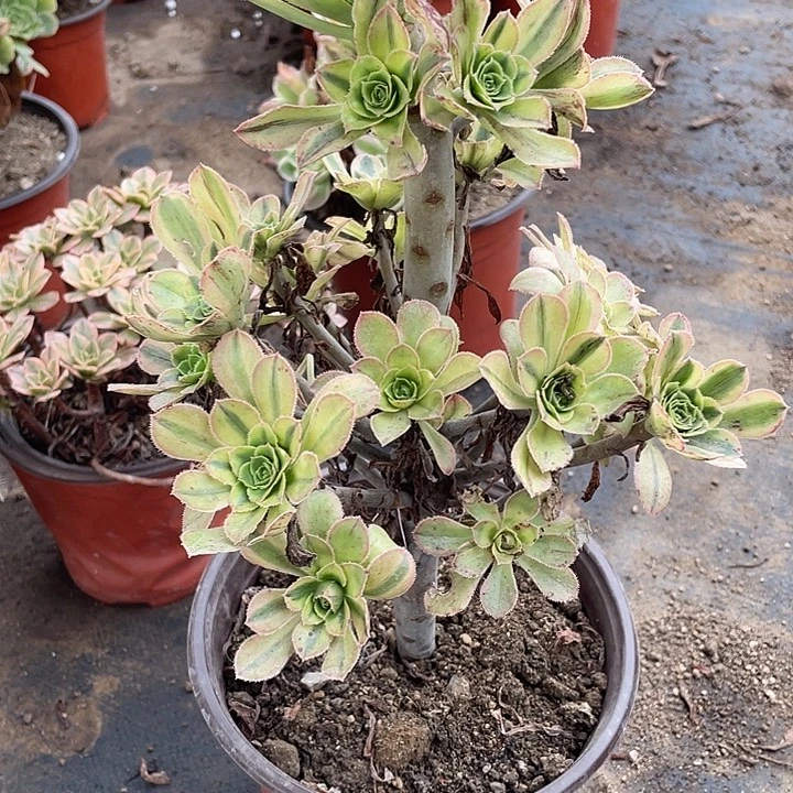 259白兰地多肉植物法师