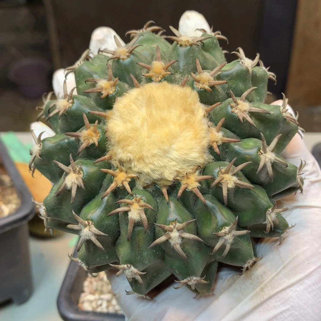 45号 自根猫爪圆盘玉 战损