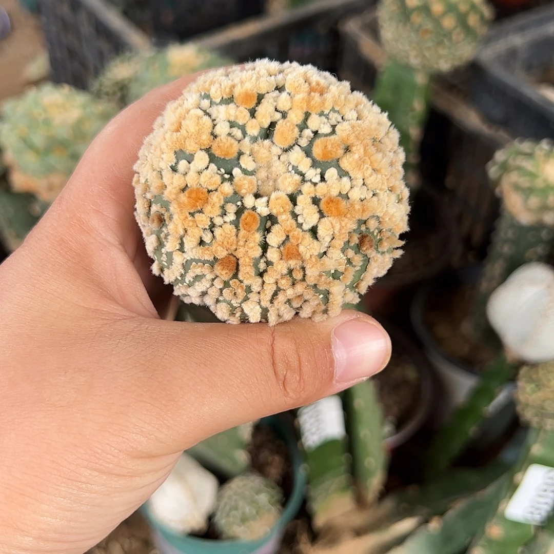 苗接海星花园兜仙人球3605