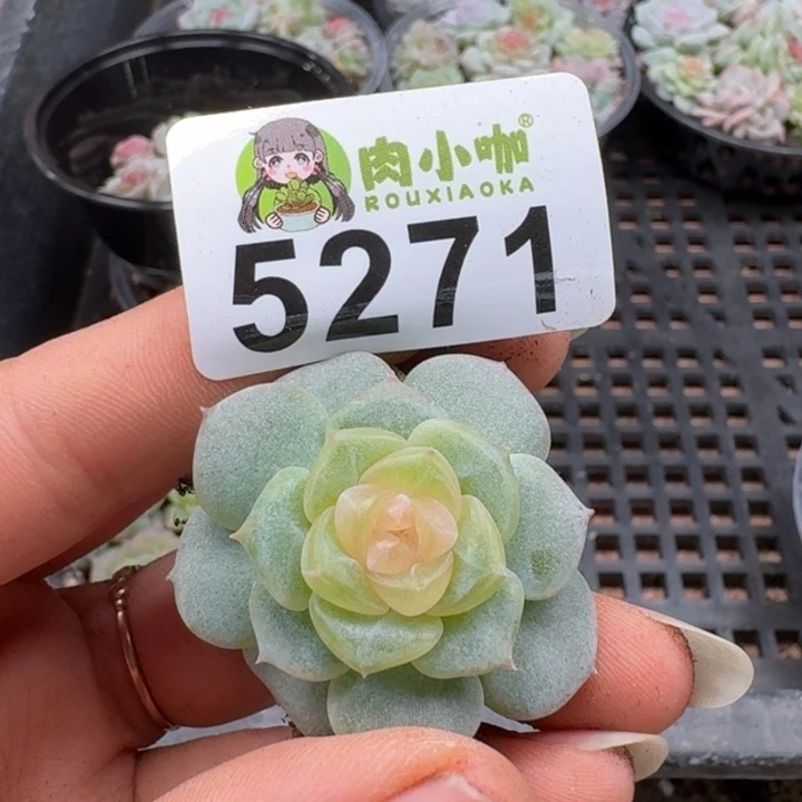 多肉植物多肉植物