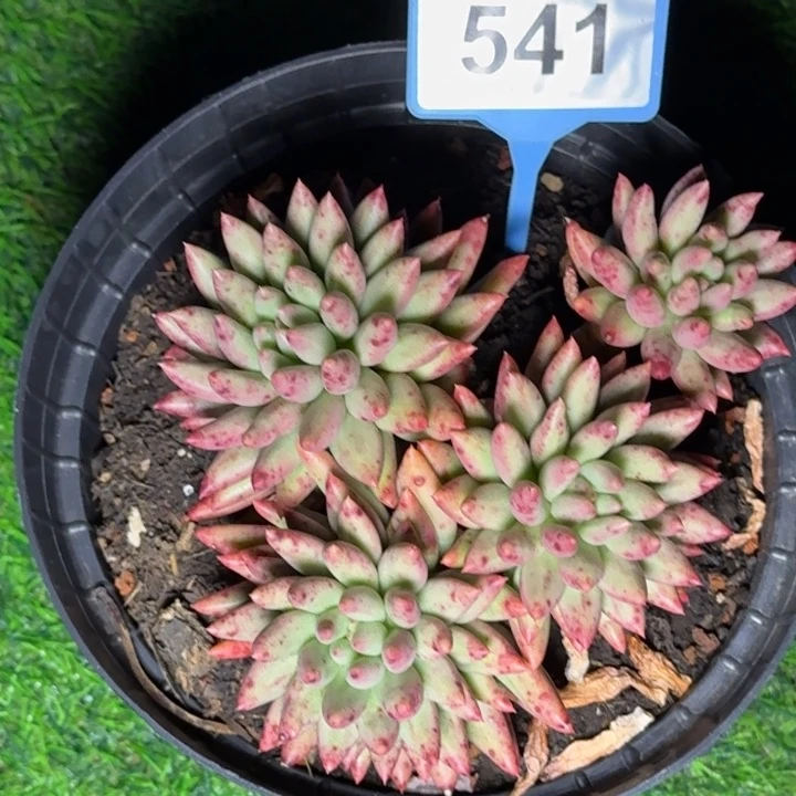 多肉植物血斑球球541