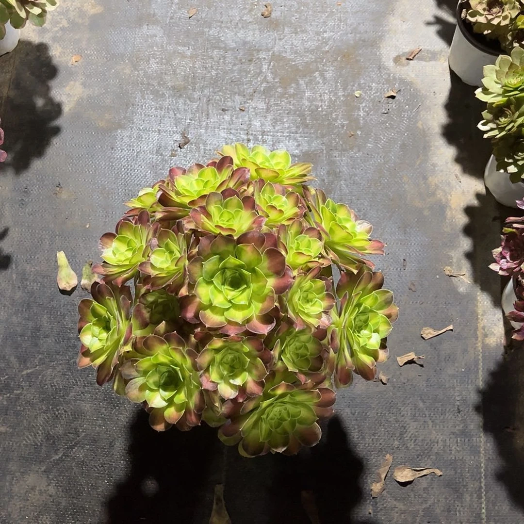 韶华法师多肉植物漂亮