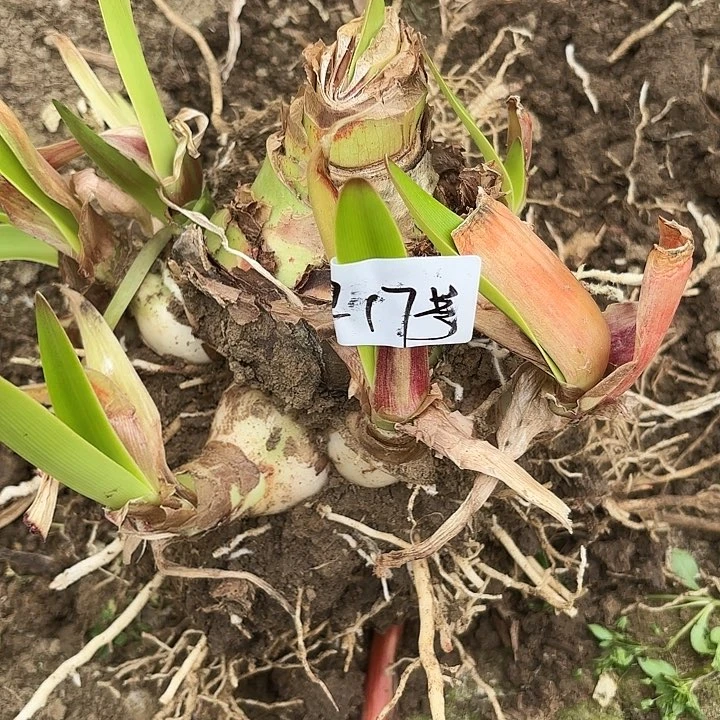 杂交一坨早17号开花无售后