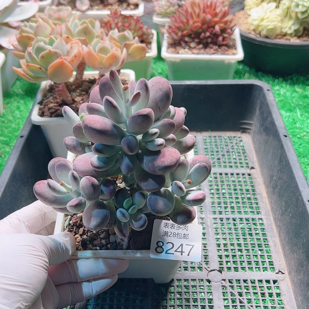 无花朵多肉一物一拍8247