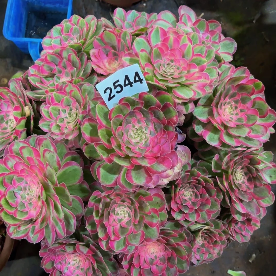 2544多肉植物孔雀翎
