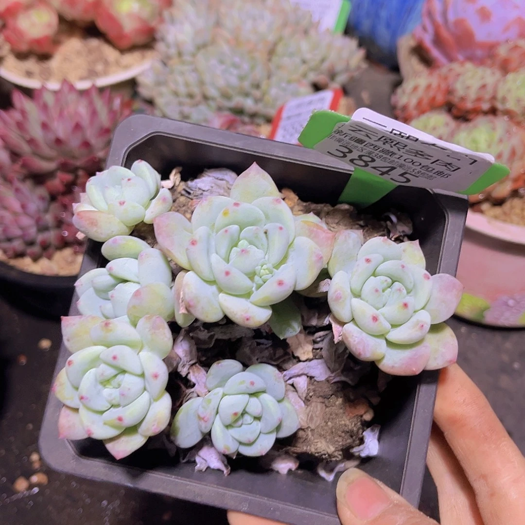 3845望舒多肉植物