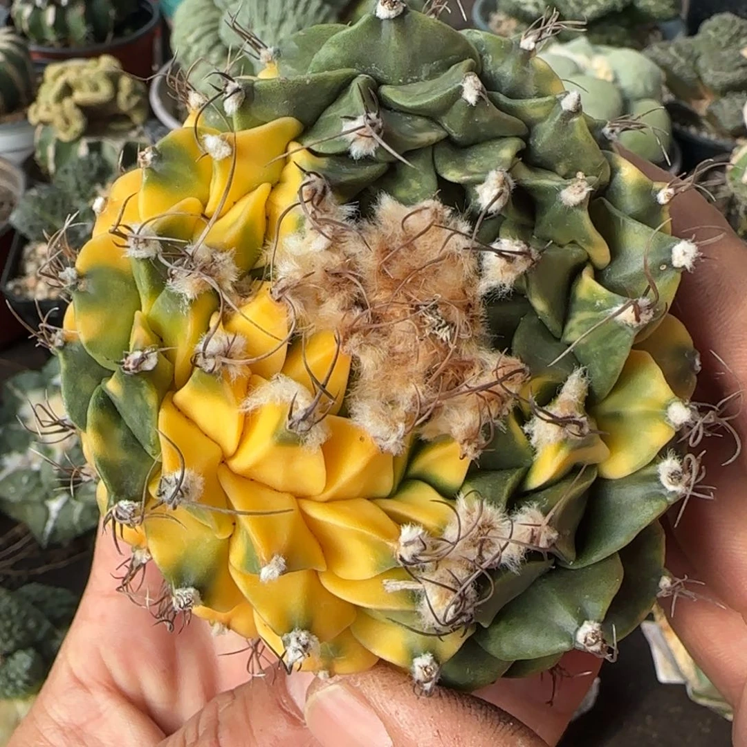 【闪购商品】落地三头坠锦10厘米帝冠