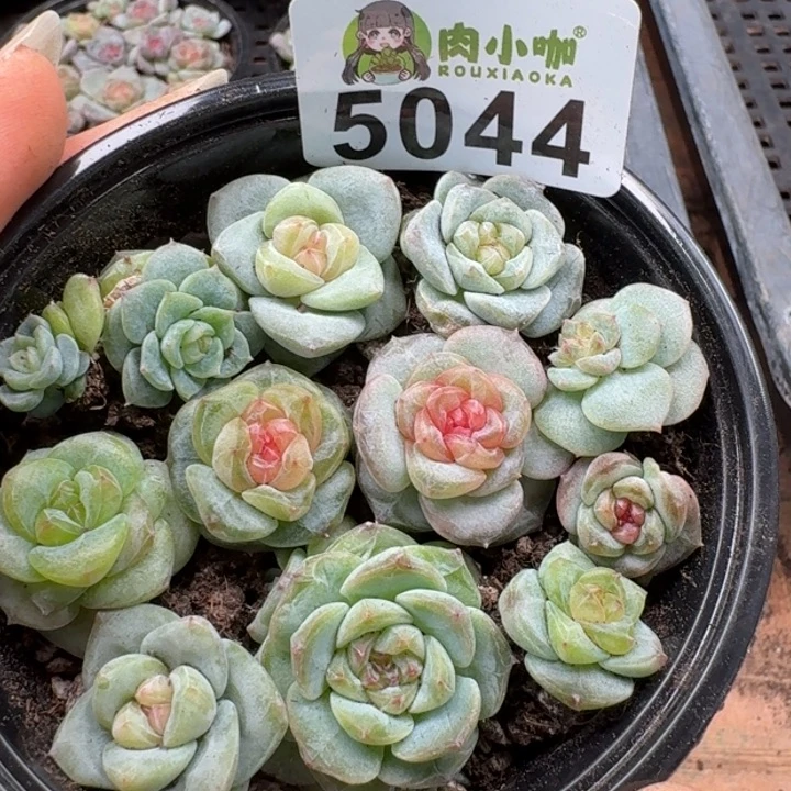 多肉植物多肉植物