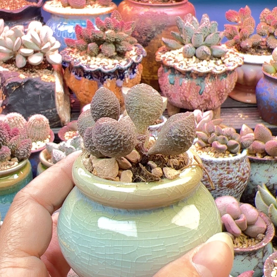 眼***歌水蜜桃。