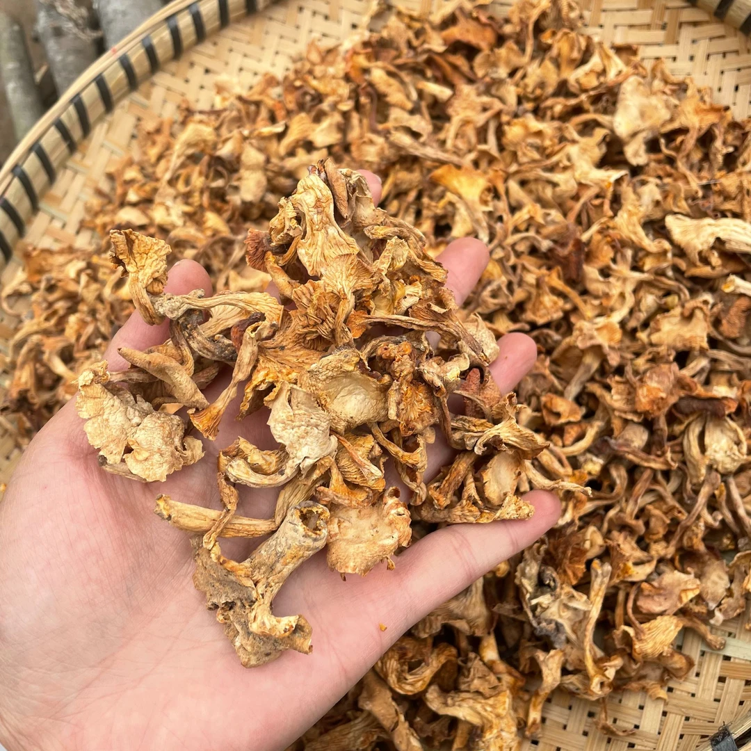 云南杏黄鸡油菌鸡蛋黄菌黄菌杏菌干菌清脆杏香爆炒煲汤食用菌