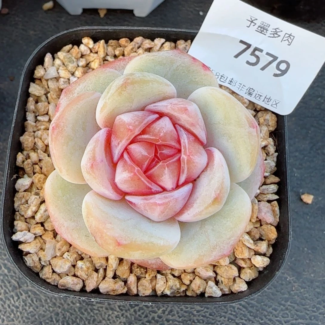 紫粉珍妮，7579多肉