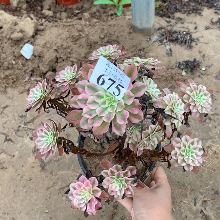 675铜壶白手捧2号