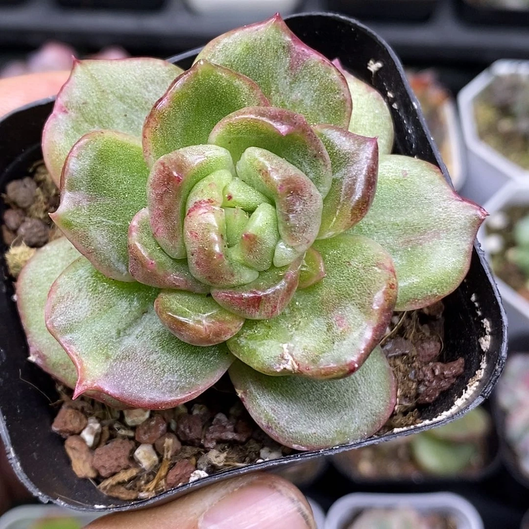珍妮石化30包邮非偏远